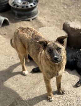 Erfahrenes Zuhause für Pepper - Chemnitz