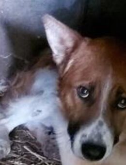 Joshi hat einige Sorgen im Gepäck 🐾 - Elsdorf (Nordrhein-Westfalen)