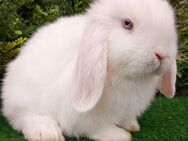 Minilop Zwergwidder Mini Lop Häsin und Rammler - Hillerse