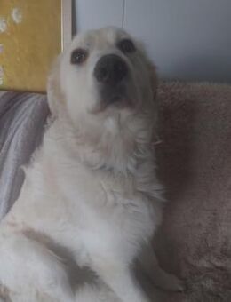 Betyár sanfter Wächter mit freundl.Seele - Remagen