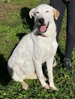 IEN💚💚💚hat ruhigen & milden Charakter - Herxheim (Landau)