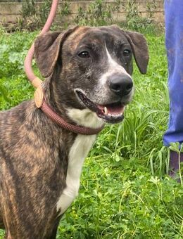 Rocky; aktiver Freund - Geilenkirchen