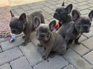 Reinrassige französische Bulldogge Welpen blue- Bub ,blue-fawn Mädchen - Boxberg (Baden-Württemberg)