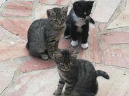 Kätzchen Kitten suchen neues Zuhause - Plau (See)