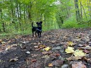 Kleiner Jack Russelmischling sucht liebevolles Zuhause - Mühlhausen (Thüringen)