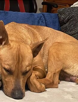 Django sucht sein für immer Zuhause - Schleswig