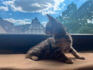 Reinrassige Bengalkitten - Ölbronn-Dürrn