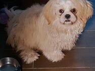 Shih Tzu Rüde - Bispingen