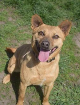 Kesu - nette Hündin die Abenteuer sucht - Lohmar