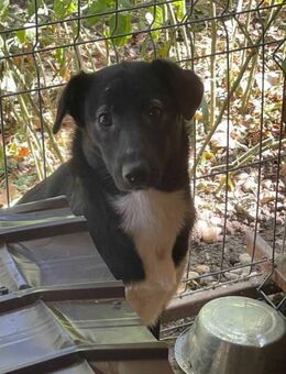 Arkascha, der Rohdiamant 🐾 - Elsdorf (Nordrhein-Westfalen)