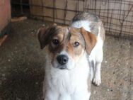 Sia sucht Menschen mit Hundeverstand - München