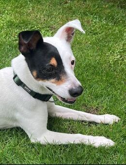 MILO 💙 Auf der Suche nach neuem Zuhause - Bad Karlshafen