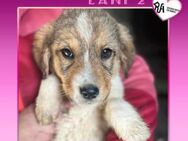 🌺 LANI 2 🌺 - SUCHT WARMES SOFA - Alfeld (Leine)