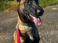 Belgischer Schäferhund - Malinois verkaufen - Pohlheim