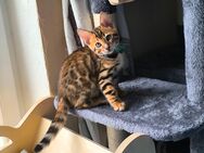 Einzigartige reinrassige Bengalkitten - Memmingen