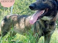 Zarte, menschenbezogene AMBER sucht ZH❤️ - Saarbrücken