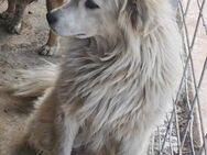 Aurora sucht ein liebevolles Zuhause - Blankenheim (Nordrhein-Westfalen)