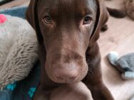 Exklusive Labrador Welpen mit Ahnentafel suchen ihr Traumzuhause! - Augsburg