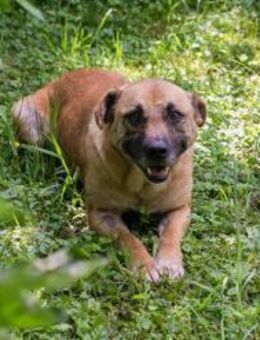 GRETA - brav, gehorsam, lernwillig - Overath