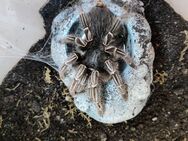 0.1.0 Aphonopelma seemanni, 8 cm - Bremerhaven