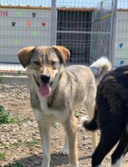 Rocket sucht seinen Fels in der Brandung - Celle