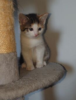 Katze sucht ihr zu Hause für immer - Liebenwalde