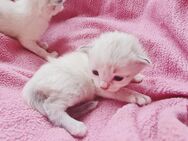 Wunderschöne Siam Balinesen Kitten - Essen Zentrum
