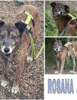 ROSANA -kleiner Freigeist- - Duisburg