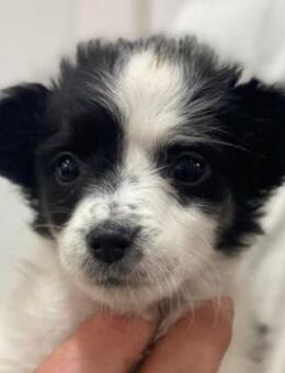 Louise, geb. ca. 08/2025, GRIECHENLAND - Euskirchen