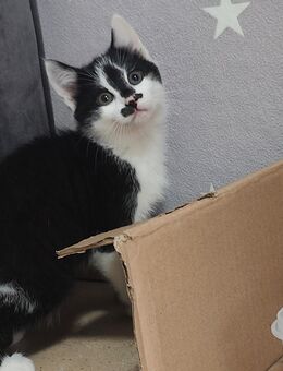Katzenkinder - Braunfels