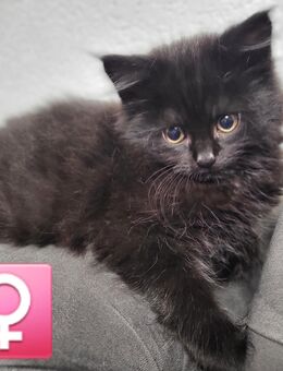 BLH /Maine Coon Kitten Schwarz/Braun - Herne