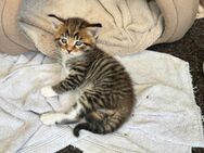 Katzenbabys abzugeben - Bad Driburg