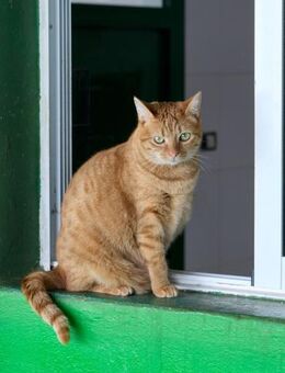 Katze Romina - Bochum