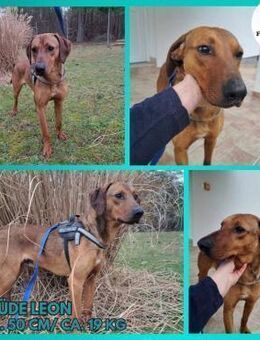 Hüscher Leon sucht zuhause - Margetshöchheim