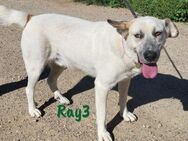 Ray3 veträglicher Sonnenschein 06/21 ESP - Ruppertsecken