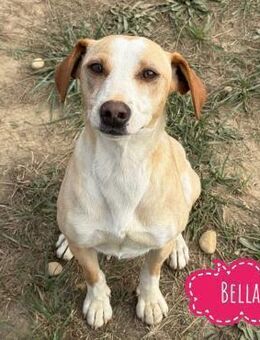Bella - intelligente sportliche Hündin - Flörsheim-Dalsheim