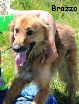 Brazzo Kein Hund, der laut ruft, ... - Kissing