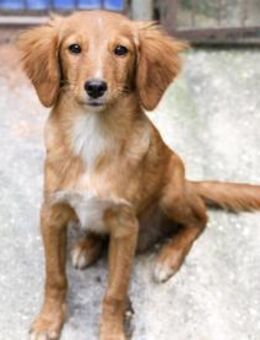 Igor möchte Dein Herz erobern - Schwabach