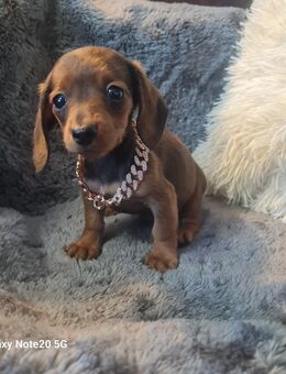 Zwergdackel Welpen kurzhaar - Grevesmühlen