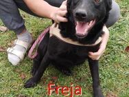 FREJA ❤ sucht Zuhause /Pflegestelle - Langenhagen