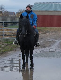 Kleiner barocker Wallach - Buttstädt