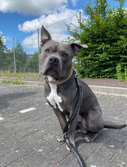 Boyka sucht ein neues Herzenszuhause 💙 - Norderstedt