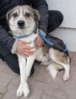 Rosu 45 cm - Alpenrod