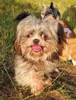 Rocky - Zuhause gesucht ! - Lippetal