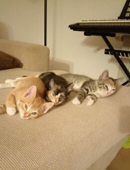 Kitten zu verkaufen - Hohen Demzin