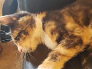 Babykatze/ kleine bunte Katze (weiblich) - Bernburg (Saale)