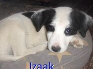 IZAAK ❤ sucht Zuhause oder Pflegestelle - Langenhagen