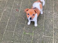 Jack Russell Welpen - Rahden Preußisch Ströhen