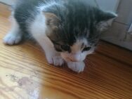 Kleine Katzedame sucht ein neues Zuhause - Bad Liebenwerda Zentrum