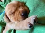 Labrador Welpen mit Abstammungsurkunde - Hohendubrau